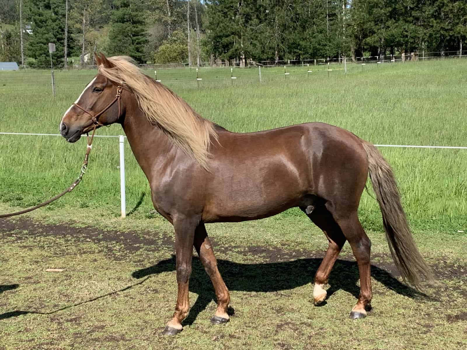 Paso Fino horse