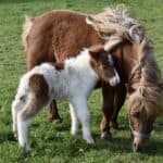 Shetland Ponies