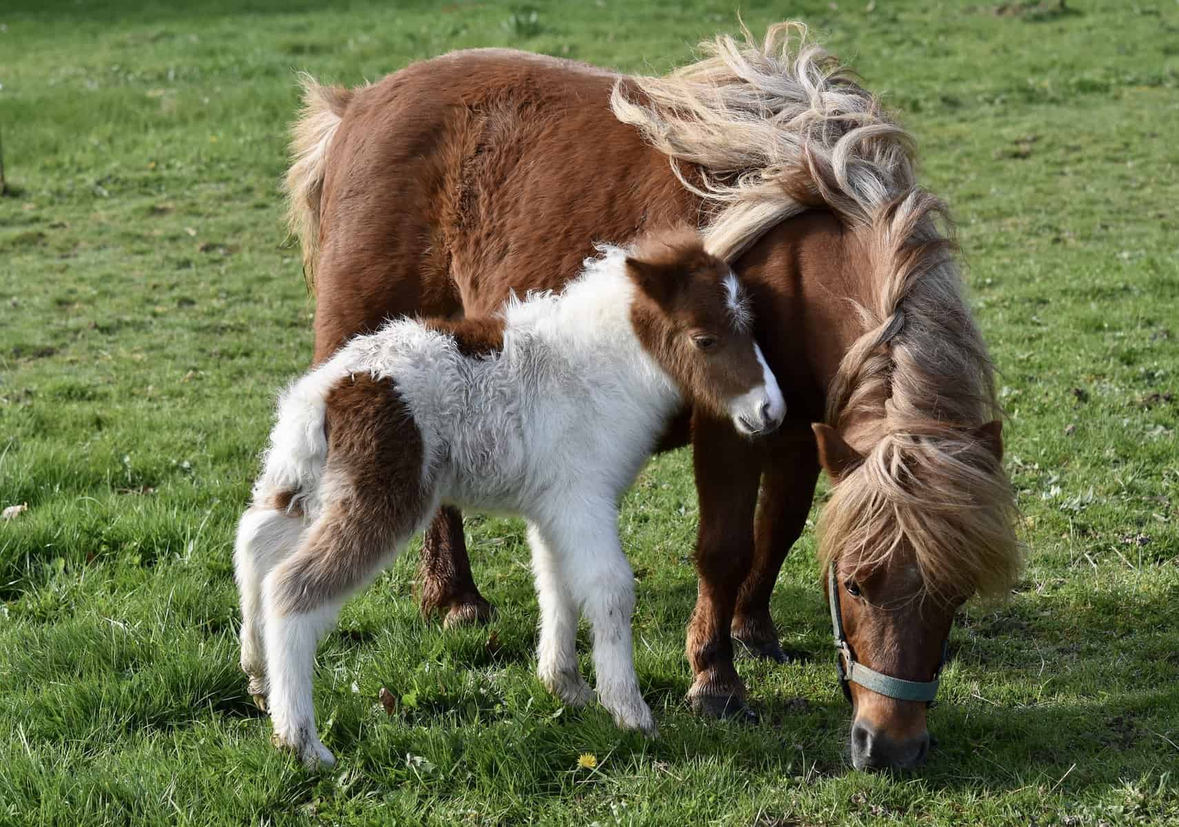 Shetland Ponies