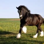 Shire horse mane