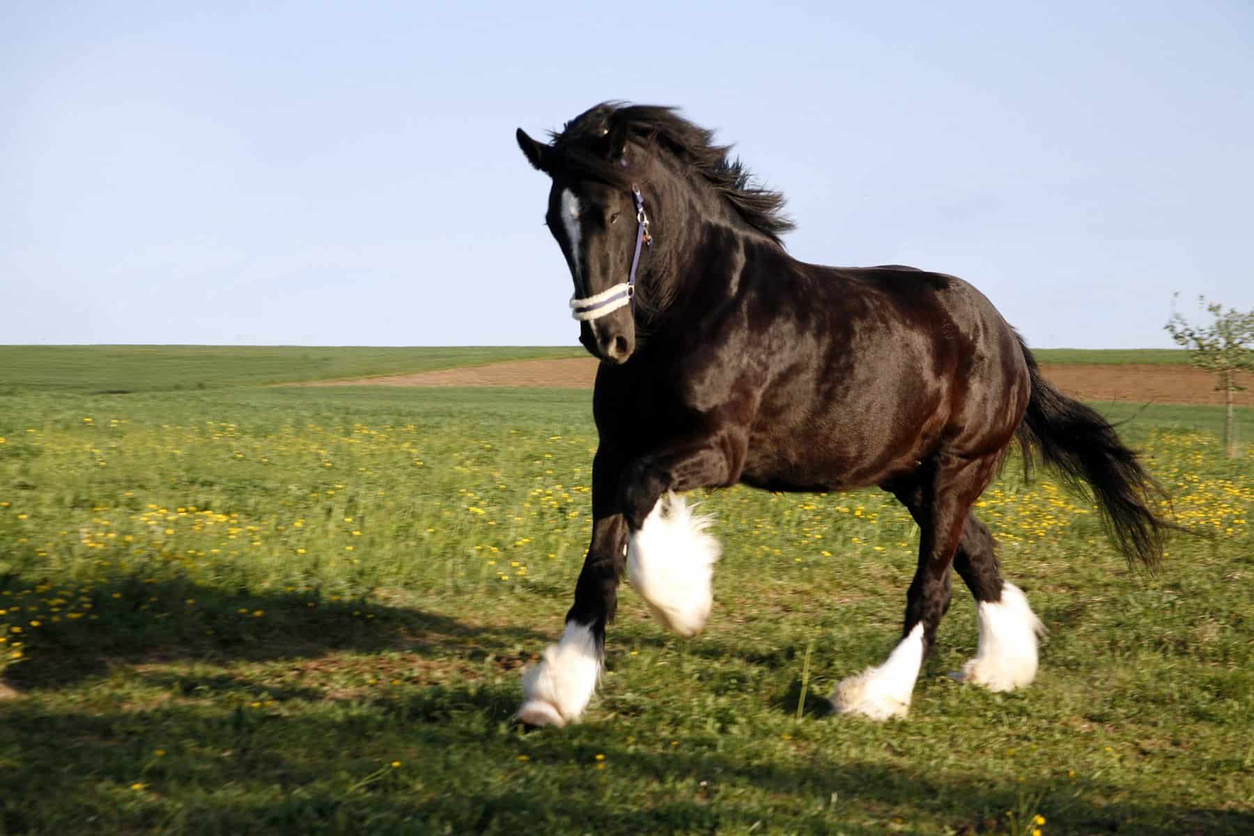 Shire horse mane