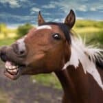 Talking Horses dream