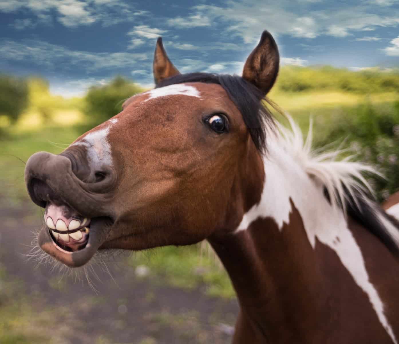 Talking Horses dream