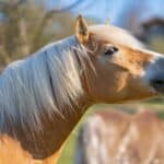 The Mane as a Defensive Mechanism