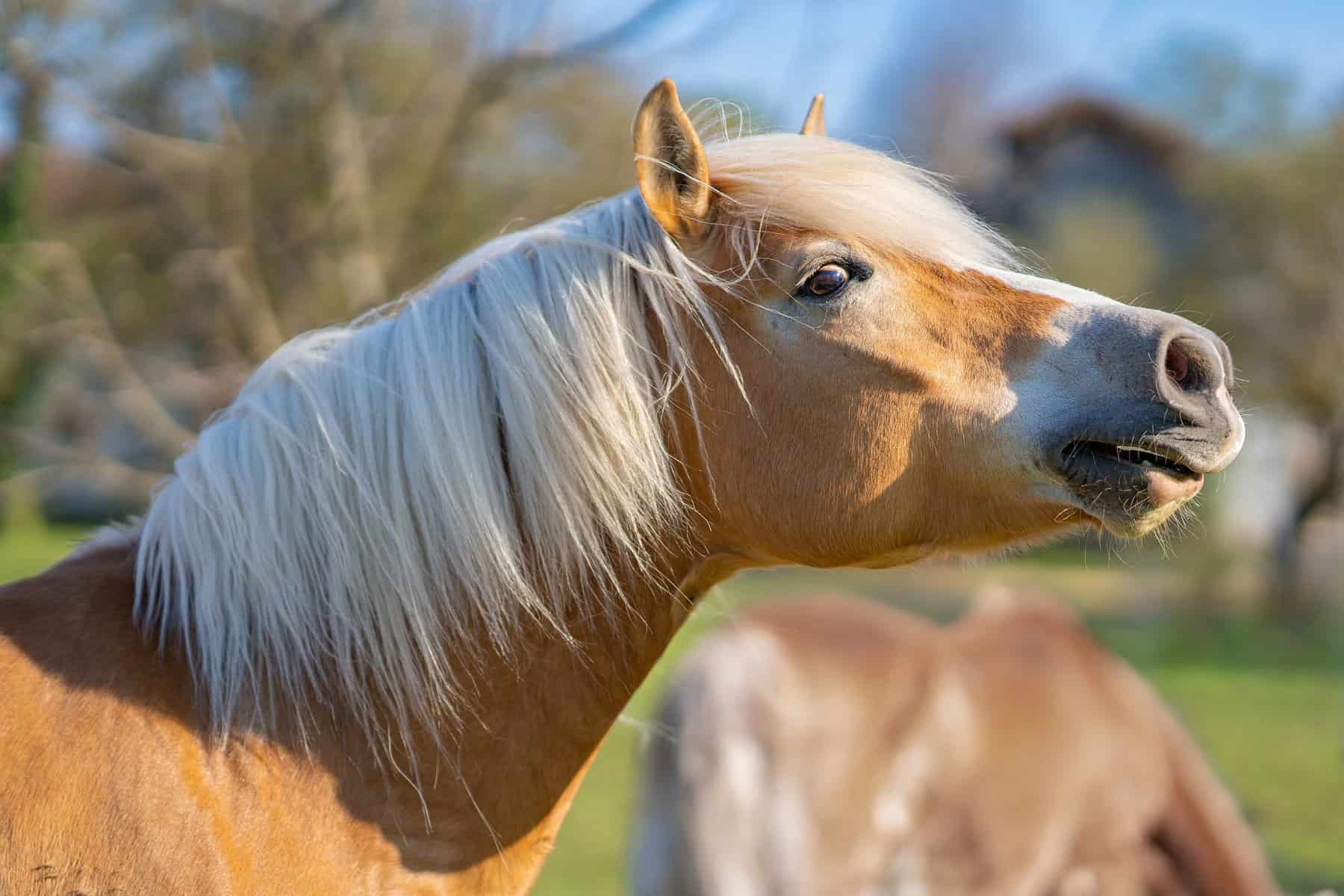 The Mane as a Defensive Mechanism