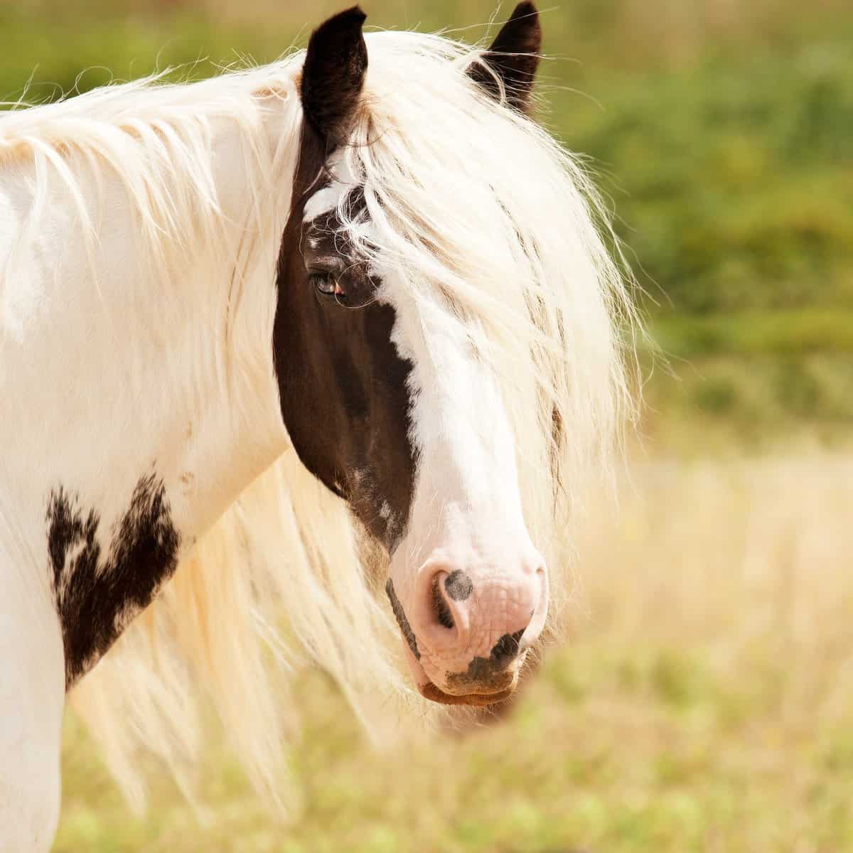 The Mane as an Extra Layer of Warmth