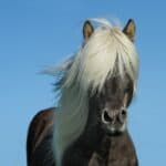 The Mane as an Insect Repellant