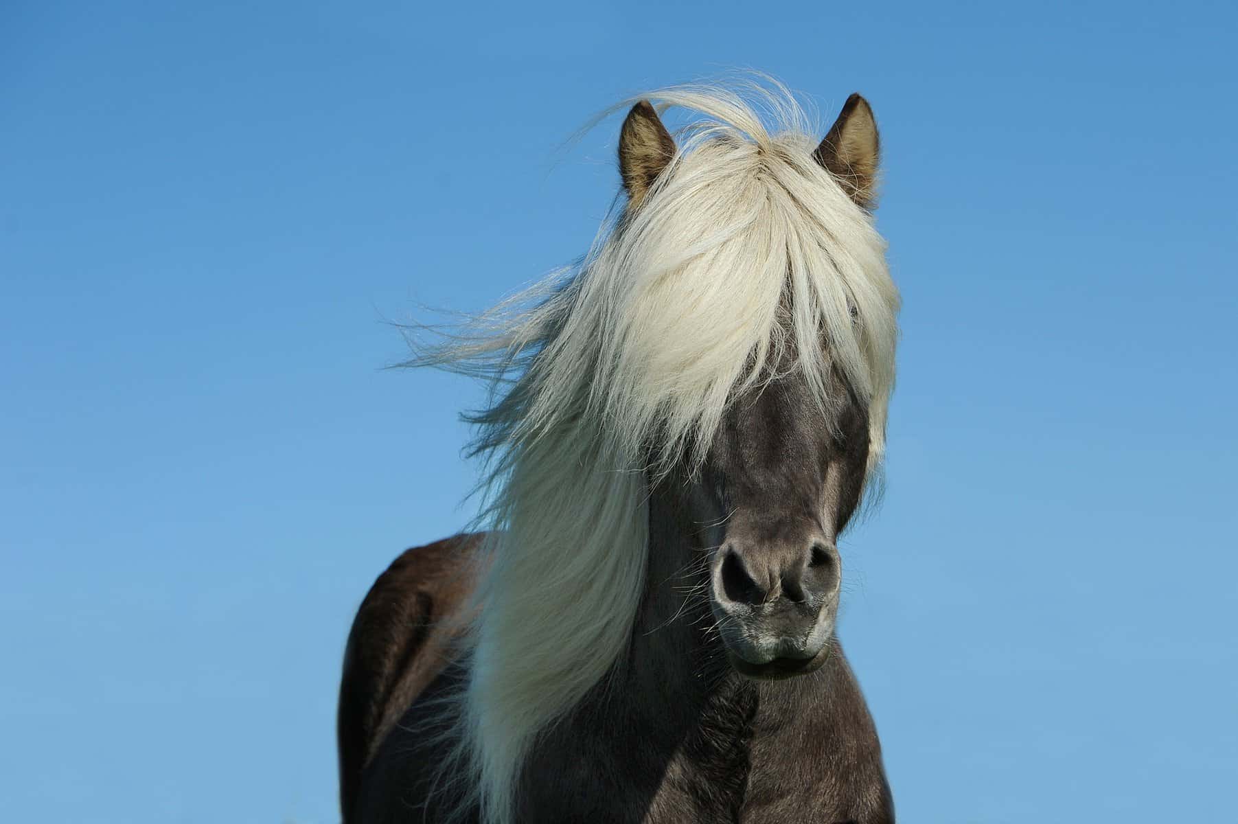 The Mane as an Insect Repellant
