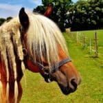 Tying the Braids Down Horses