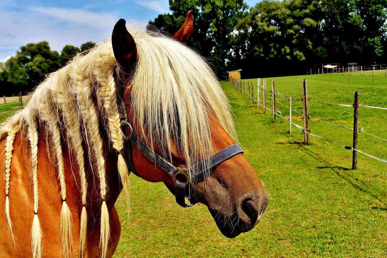 Tying the Braids Down Horses