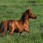 What is a miniature Horse