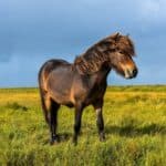 What is a pony