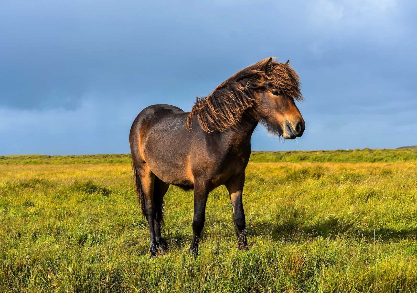 What is a pony