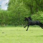 Wild Horse Dream