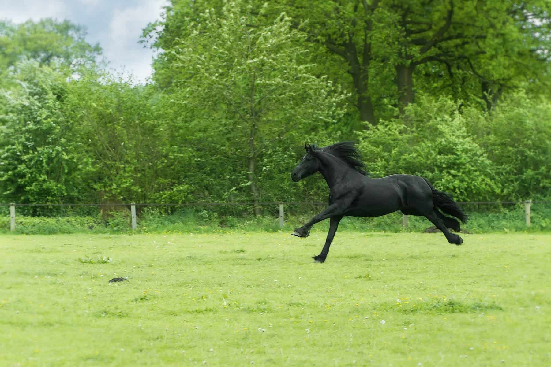 Wild Horse Dream