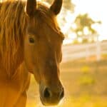 You’re the Horse