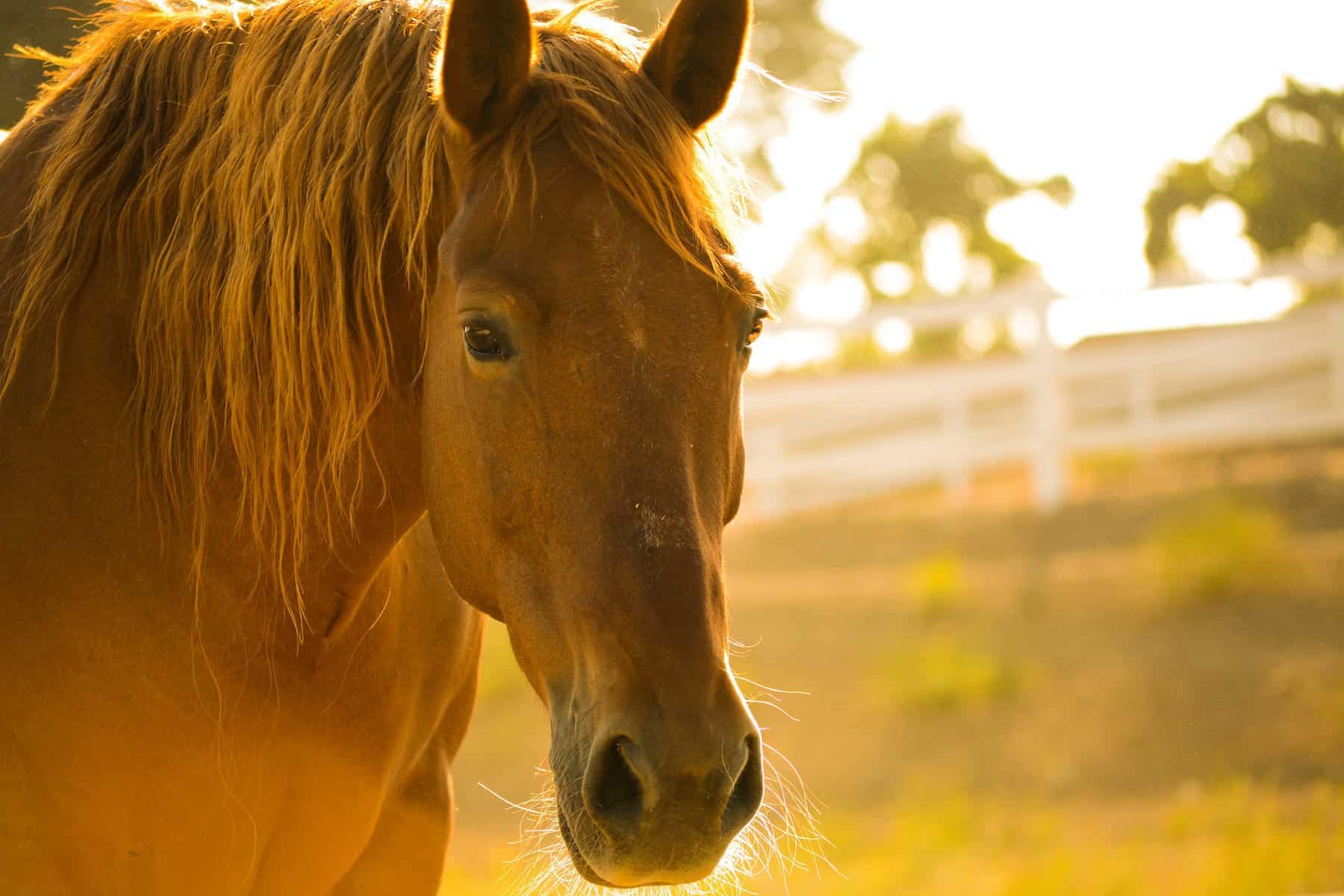 You’re the Horse