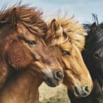 being attacked by horses dream