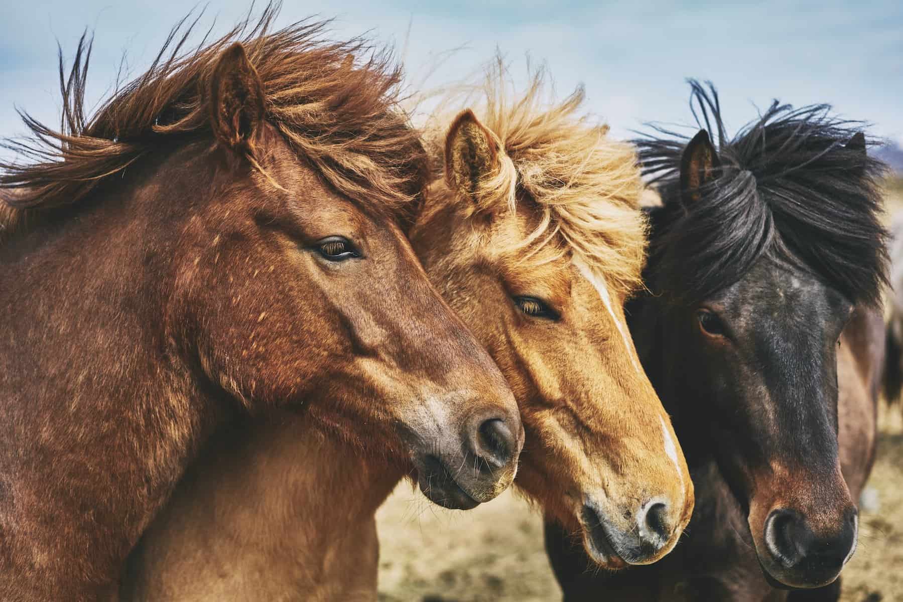 being attacked by horses dream