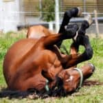 horse kick dream