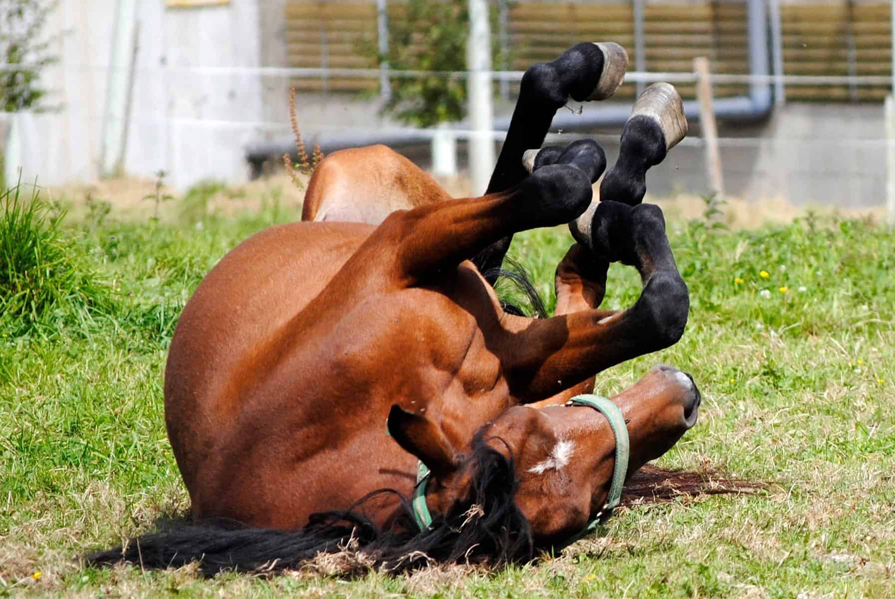 horse kick dream
