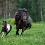 shetland pony with a foal
