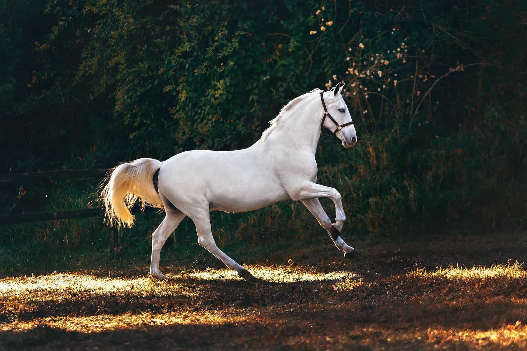 white horse dream