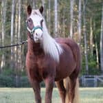Black Forest Draft Horses