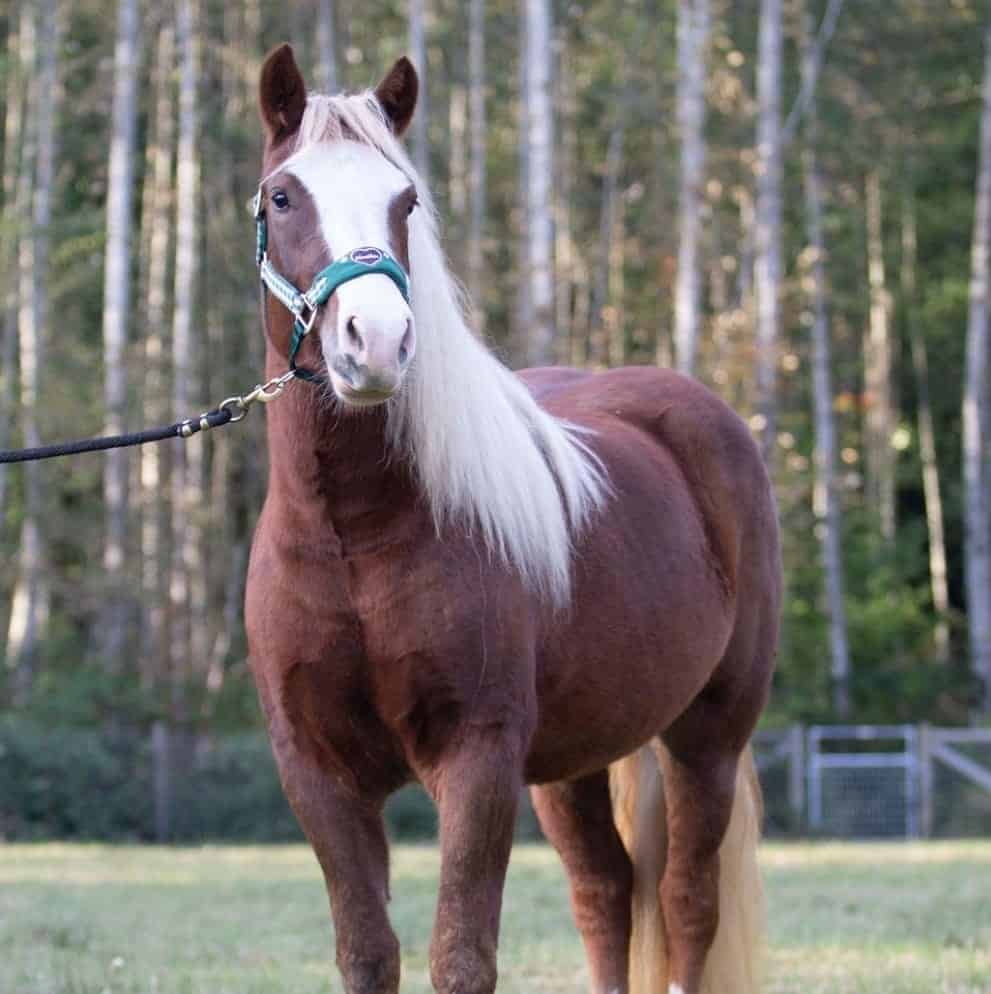 Black Forest Draft Horses