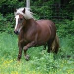 Black Forest Draft mare