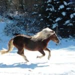 Black Forest Draft mare Wendy