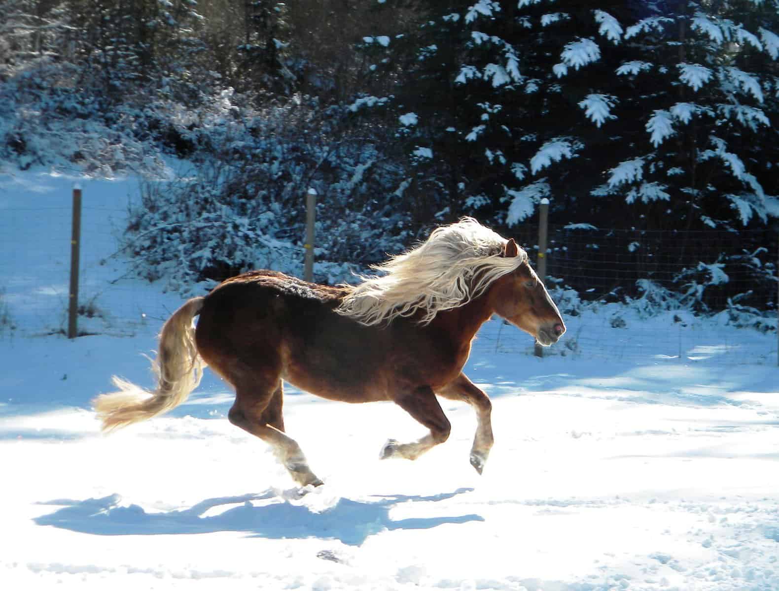 Black Forest Draft mare Wendy