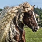 Black Forest Horse Unique Look