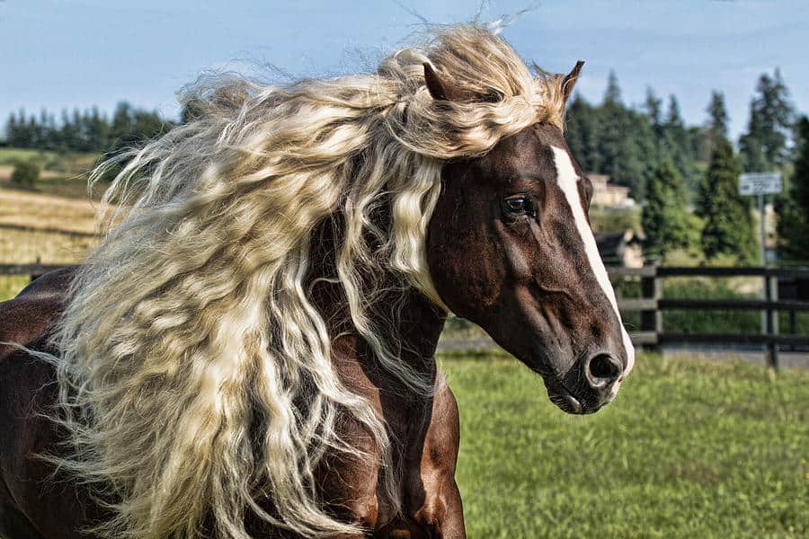 Black Forest Horse Unique Look