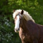 Black Forest Horses