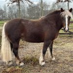 Black Forest Horses Drenthe
