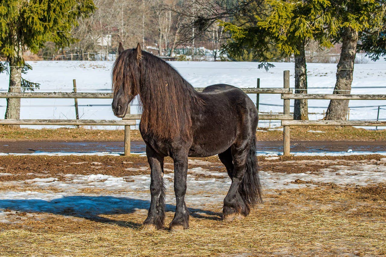 Black Forest Horses FAQs