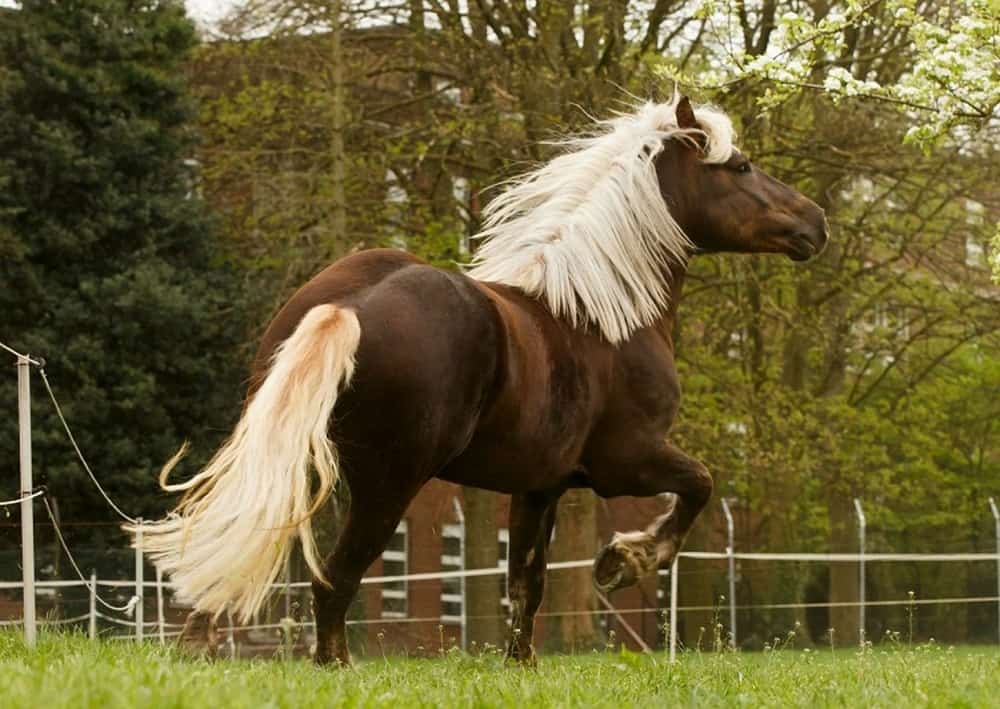 Black Forest Horses Origins