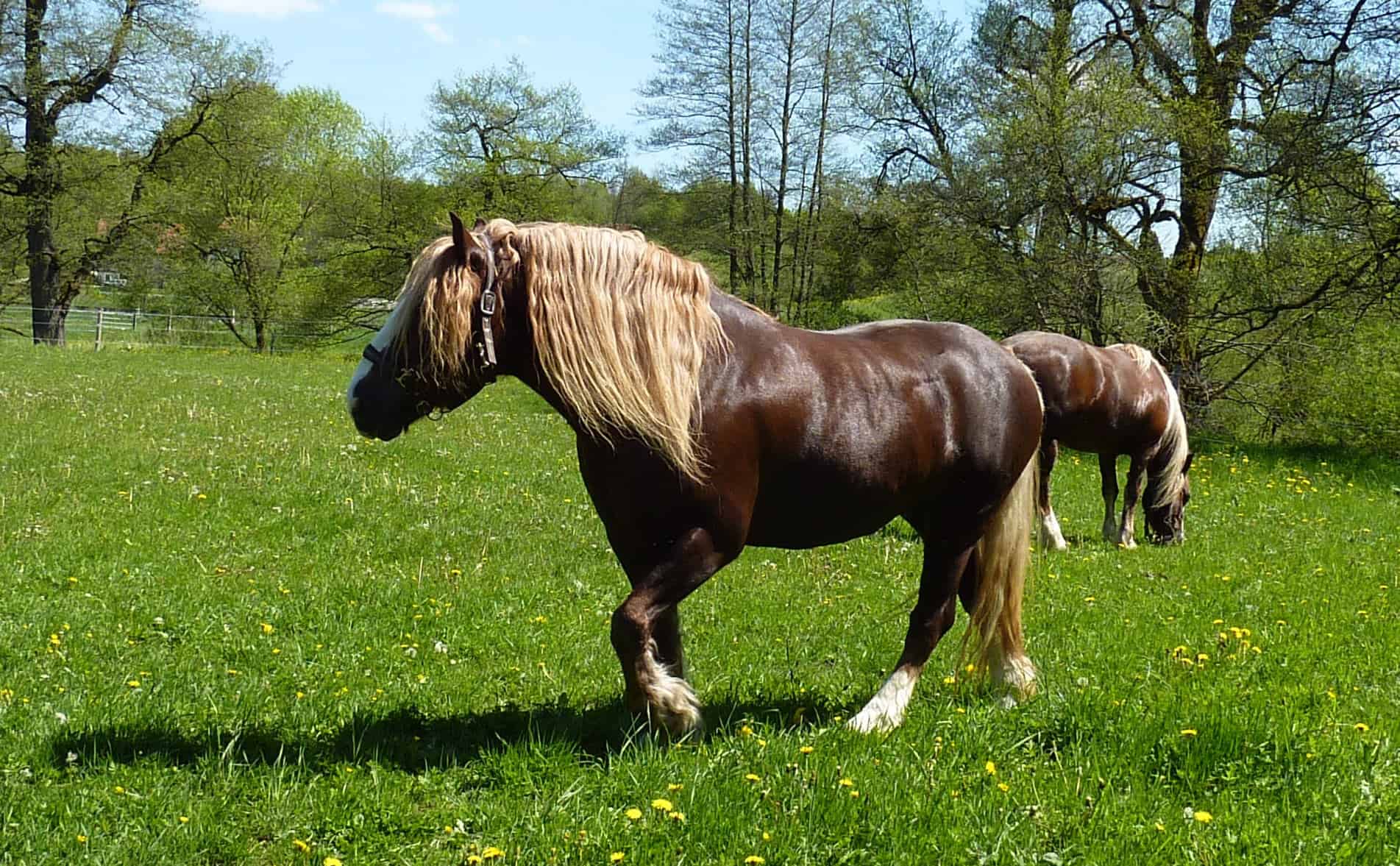 Black Forest Horses in Marbach