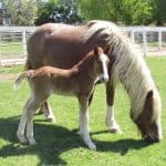 Black Forest Mares