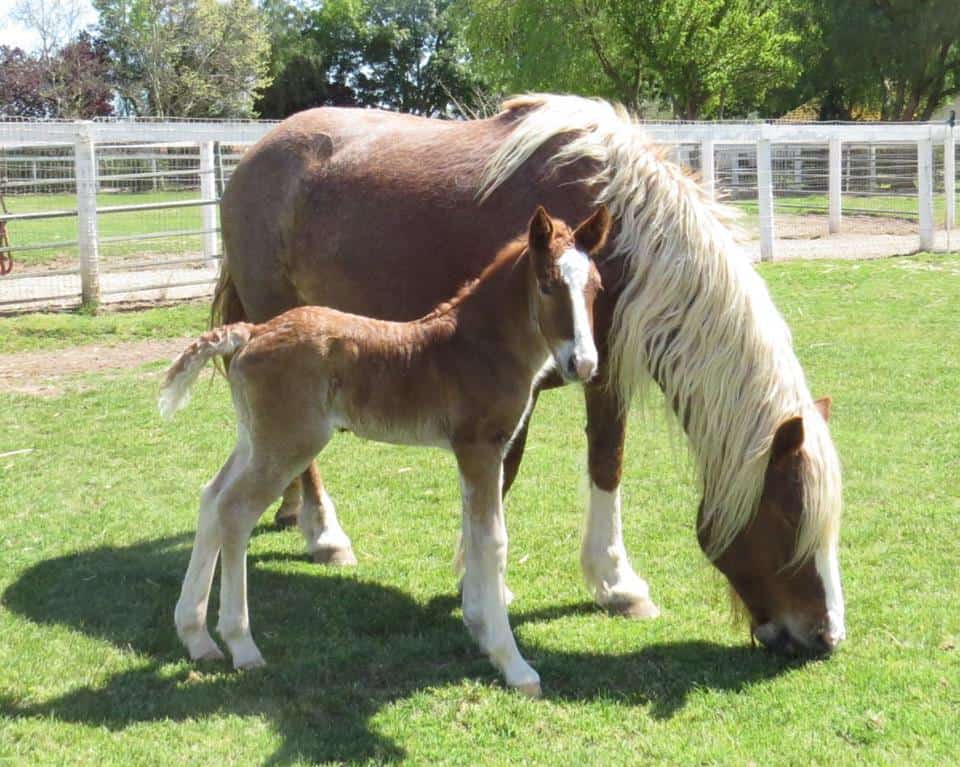 Black Forest Mares