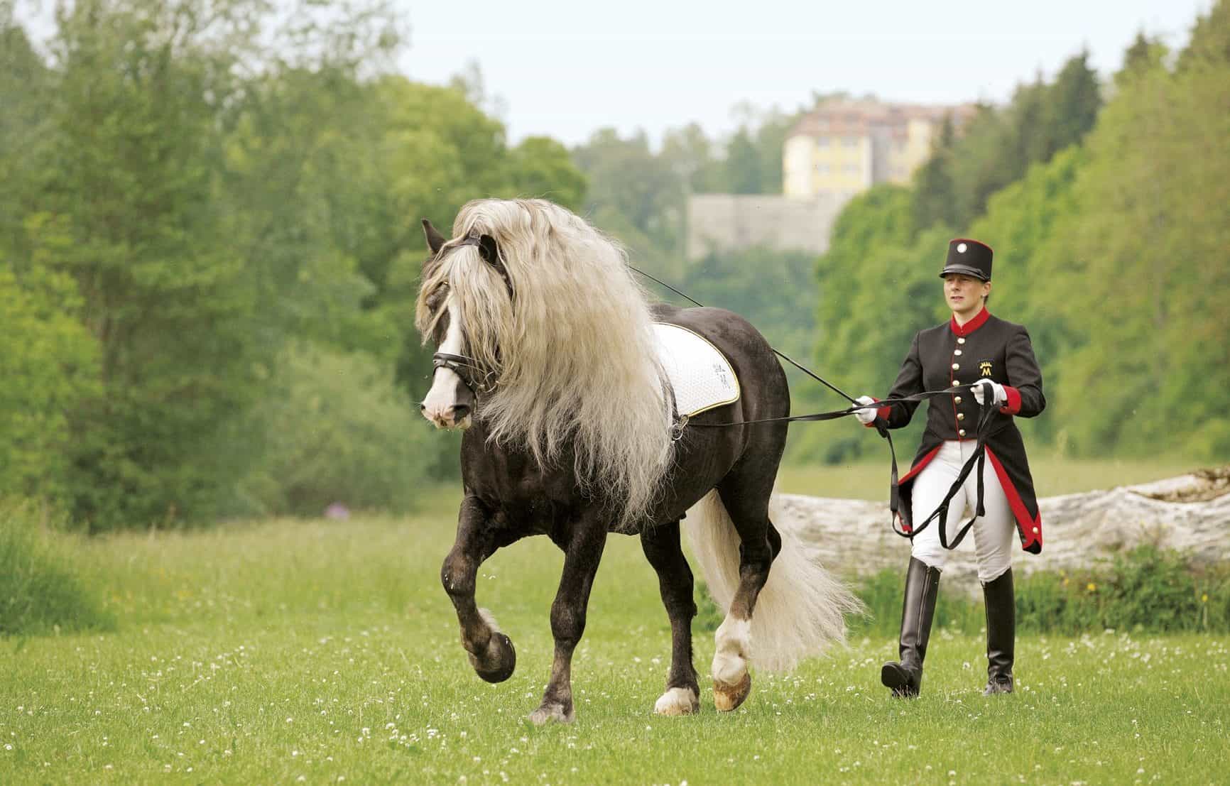 Famous Black Forest Horses