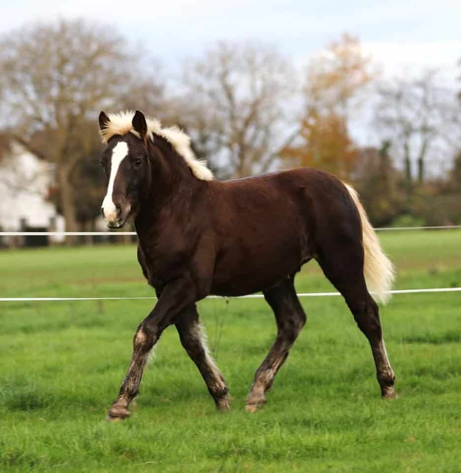 Schwarzwälder Kaltblut colt