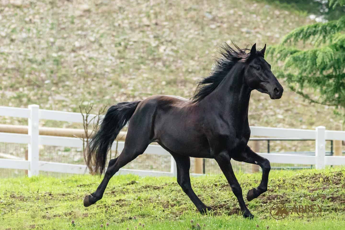 Abbey Rocky Mountain Horses