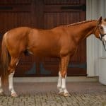 Beau Balou Hanoverian stallion