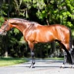 Citadel – Hanoverian Stallion