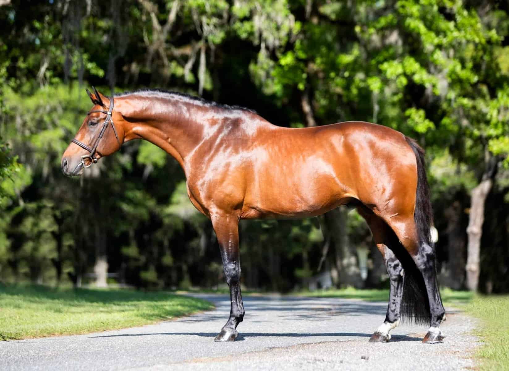 Citadel – Hanoverian Stallion