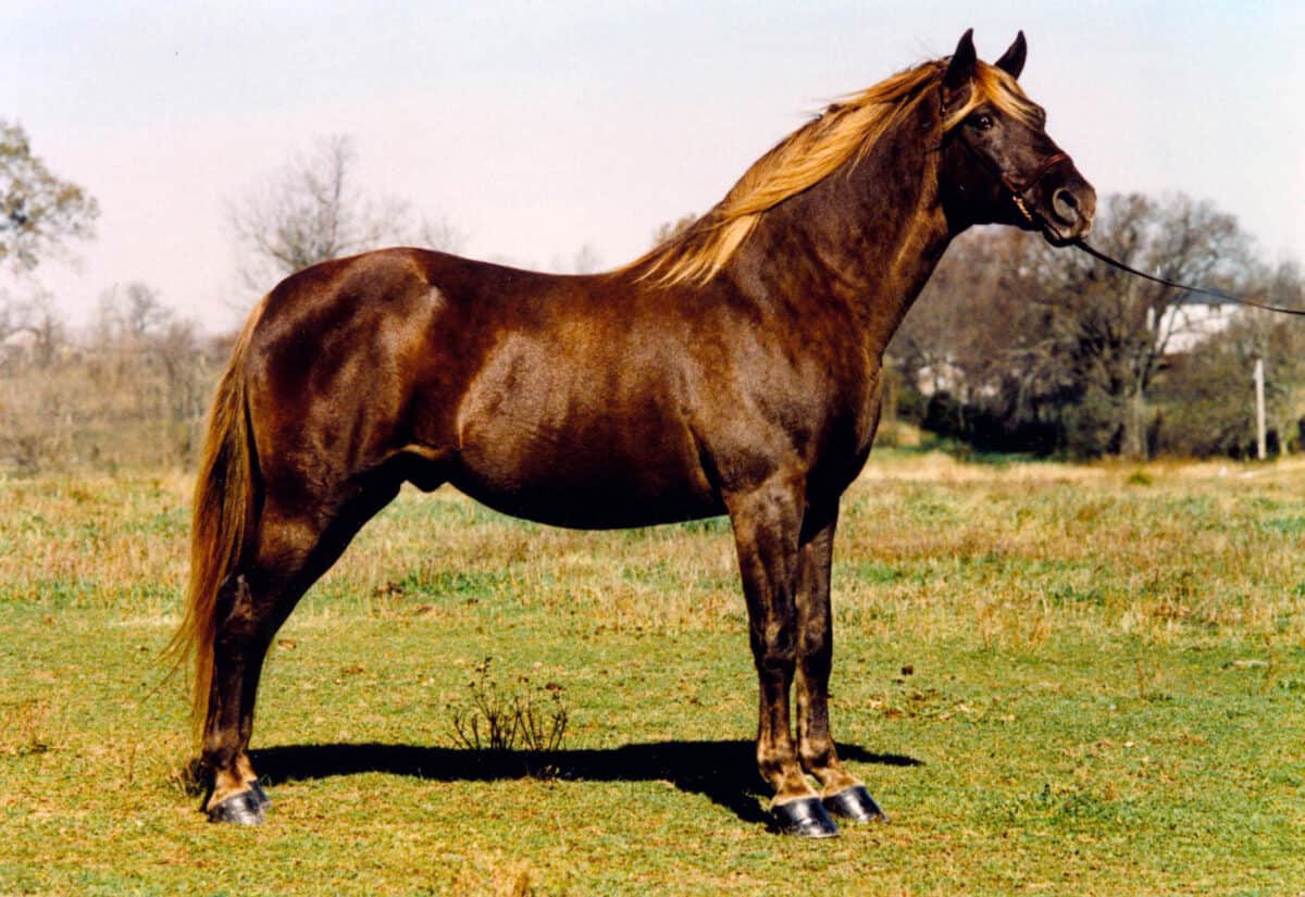 Famous Rocky Mountain Horses