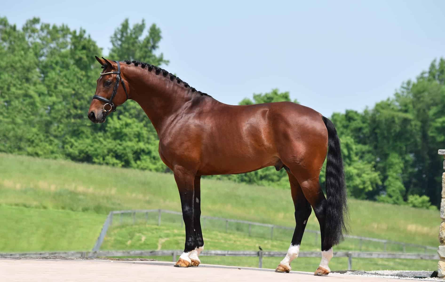 Frisantos – Hanoverian Stallion