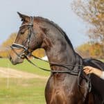 Grooming Hanoverian Horses